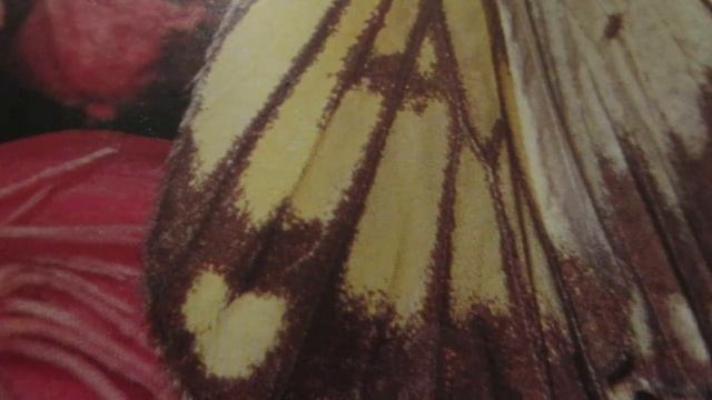 Развивающие игры. Игра"Какие бывают книги"Educational games смотреть онлайн