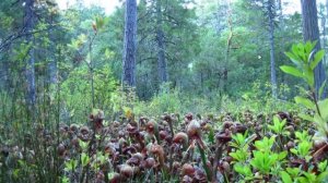 Botanist Has Scary Encounter With Bigfoot Near Darlingtonia, California - A Bigfoot Encounter Story