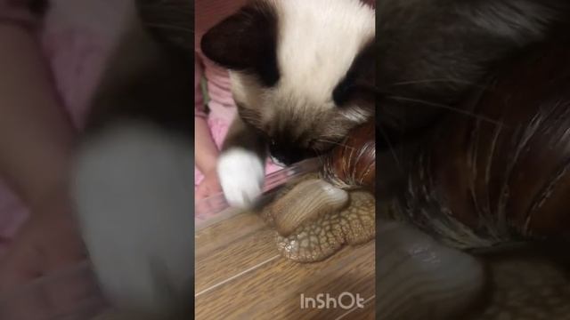 Невероятно! Кошка пробует на вкус африканскую улитку! смотреть онлайн