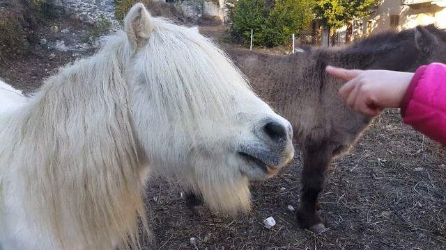 Кормим Пони морковкой. Маленькие лошадки. Пони смотреть онлайн