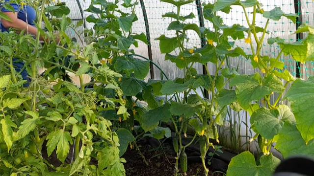 День продолжается//Дары природы!!! смотреть онлайн