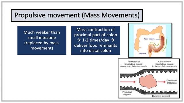 MED.LEVEL2.GIT.PHYSIOLOGY.MOVEMENTS OF SMALL& LARGE INTESTINE,FACTORS AFFECTING AND DEFECATION смотреть онлайн