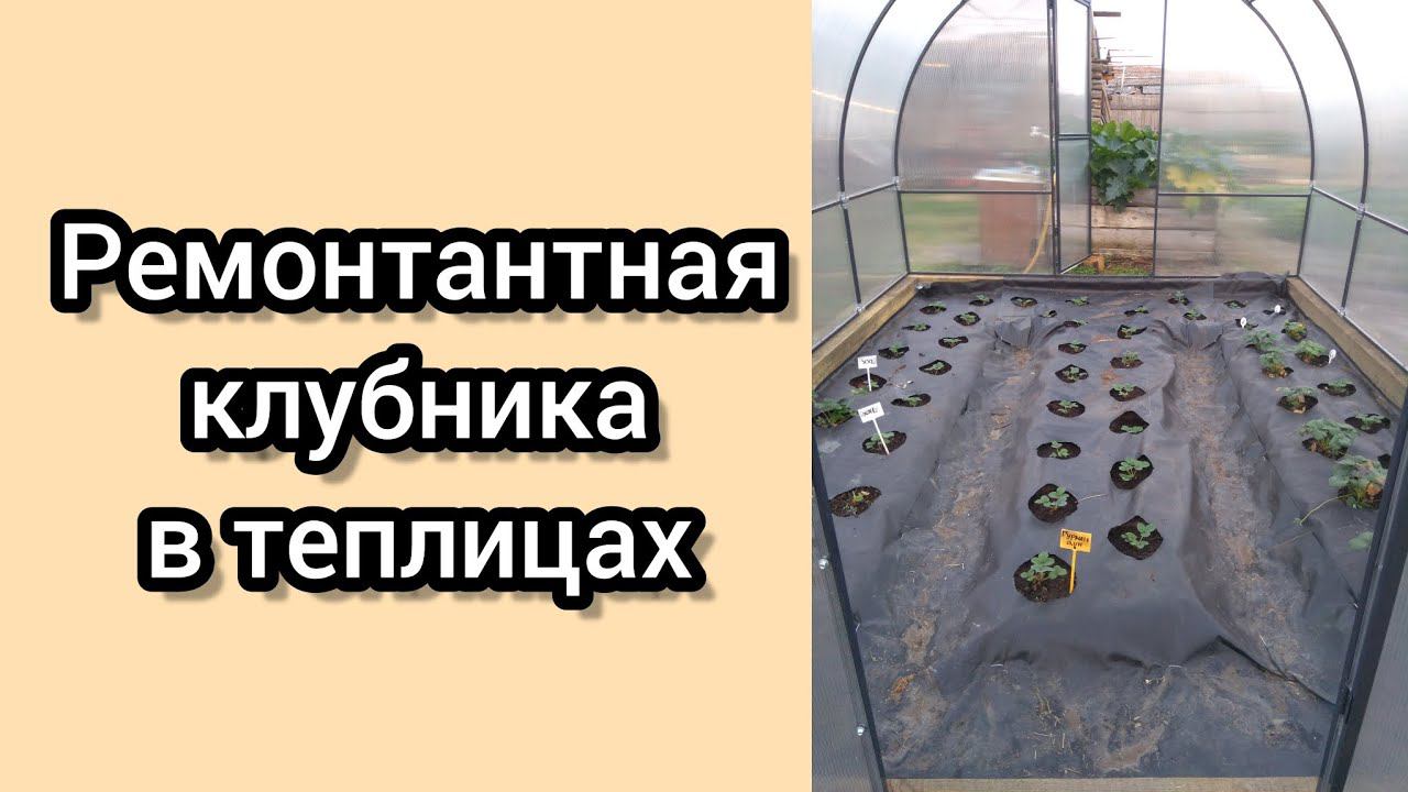 Ремонтантная клубника в теплицах в Сибири в сентябре.