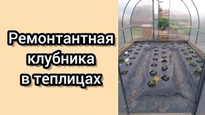 Ремонтантная клубника в теплицах в Сибири в сентябре.