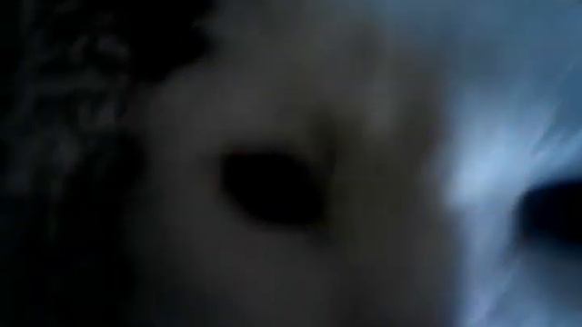 Кот попал в выгребную яму!😢😢 смотреть онлайн