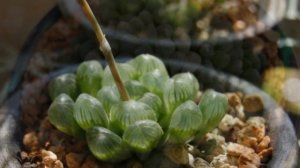 Хавортия Купера - красивый суккулент, вырастить который по плечу каждому