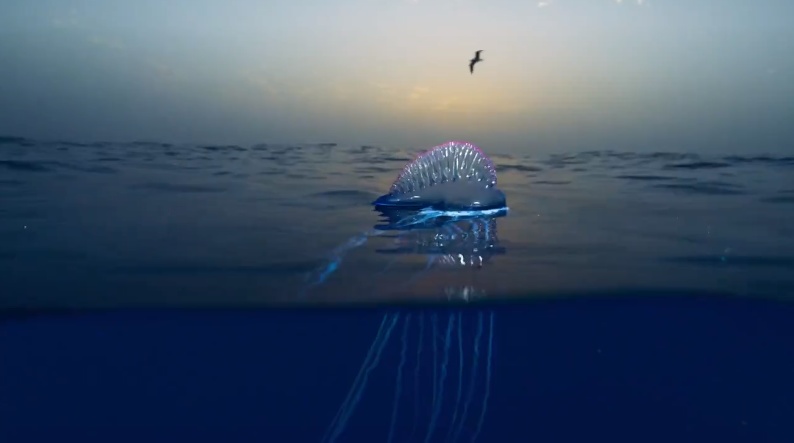 Португальский кораблик или физалия (лат. Physalia physalis)