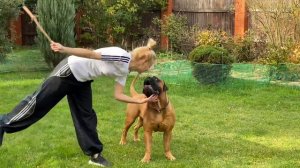 Бульмастиф Игры