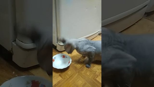 Кормление кошек. Канадский сфинкс и Корниш Рекс. смотреть онлайн