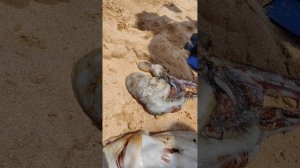 Живой осьминог на пляже Шри-Ланки ? В описании много полезного о Шри-Ланке
