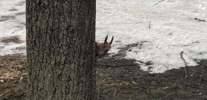 Осторожная белка :). Москва, проспект Вернадского. 26 марта 2022.