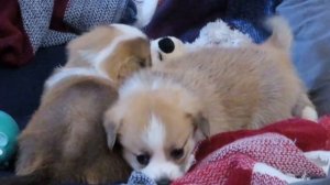 Щенки корги играют