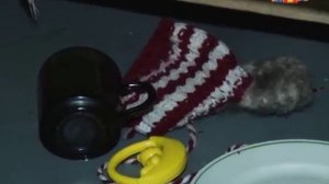 Детей забрали из семьи