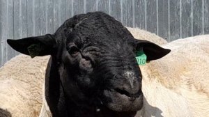 генетика Кая дорпер в Краснодарском крае на ферма from G.E.т 89897680128