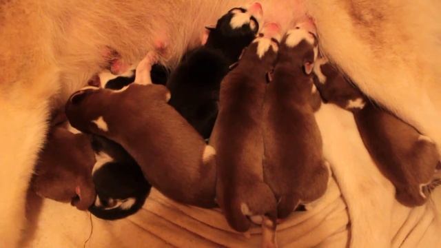 Сладкий сон новорожденных Хасят :) смотреть онлайн