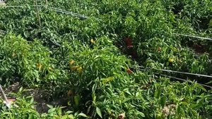 Острый перец. Выращиваем в Подмосковье.