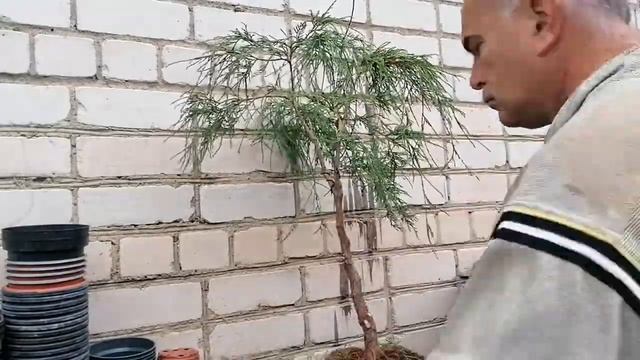 Bonsai Бонсай. Кипарисовик горохоплодный Filifera Nana Филифера Нана. Инструмент Проволока Формируе смотреть онлайн