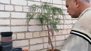 Bonsai Бонсай. Кипарисовик горохоплодный Filifera Nana Филифера Нана. Инструмент Проволока Формируе