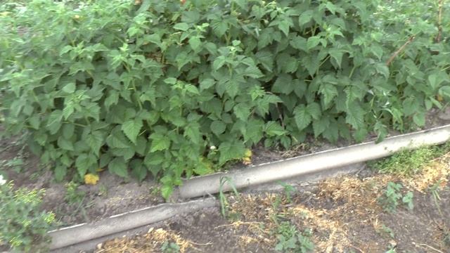 Летняя крупная малина Челябинская желтая смотреть онлайн