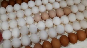 Инкубация куриных яиц Отбор и дезинфекции яиц для инкубации