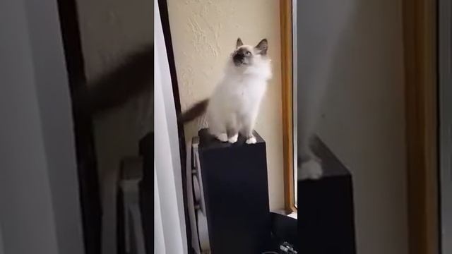 GEROLD NEVA CRYSTAL (Герольд) SIB n33 04 смотреть онлайн