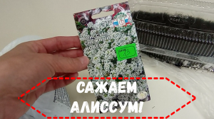 АЛИССУМ.АЛИССУМ ПОСАДКА.#алиссум#алиссумпосадка#алиссумизсемян#алиссумвыращивание#