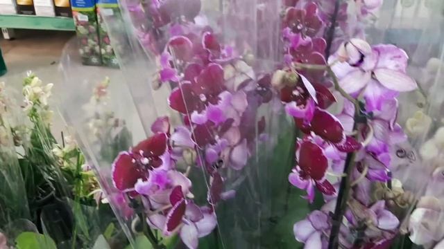 Долгожданный завоз орхидей из Голландии.( с.ц.Агро - опт г.Махачкала) смотреть онлайн