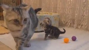 Милые котятки учатся ходить