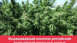 Выращивавший коноплю российский полицейский попал под статью