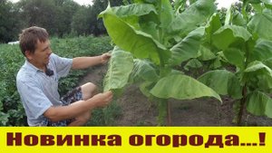 Утомленные солнцем деревенские будни...!