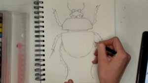 Sketch of a Japanese bug with a beautiful iridescent shell