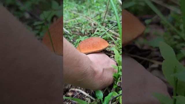 Подосиновик (осиновик ,обабок ) красный .Leccinum aurantiacum .