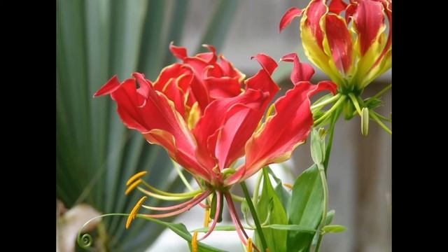 ГЛОРИОЗА (GLORIOSA) сем. Безвременниковые  (иногда Лилейные) смотреть онлайн