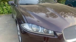 Яжка красивая