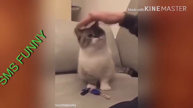 СМЕШНЫЕ ЖИВОТНЫЕ 2020 | ПРИКОЛЫ КОТЫ СОБАКИ #лучше приколы с кошками и собаками funny animals смотреть онлайн