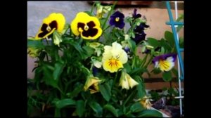 АНЮТИНЫ ГЛАЗКИ