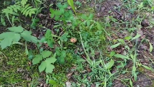 Поляны грибов маслят и свинушек | В поисках грибов. смотреть онлайн