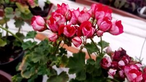 Пеларгония Виктория Андреа.