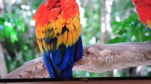 Телевизор LG OLED55C1RLA ОБЗОР