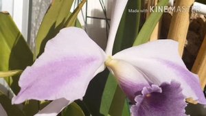 Цветение каттлеи cattleya harrisoniana и lc CG Roebling 'Blue Indigo '