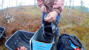 поездка на мотособаке за клюквой в глухие места