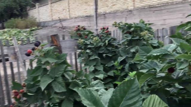 Чёрная магия! Вот так пойдет смотреть онлайн