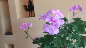 Pelargonija U Gamajun