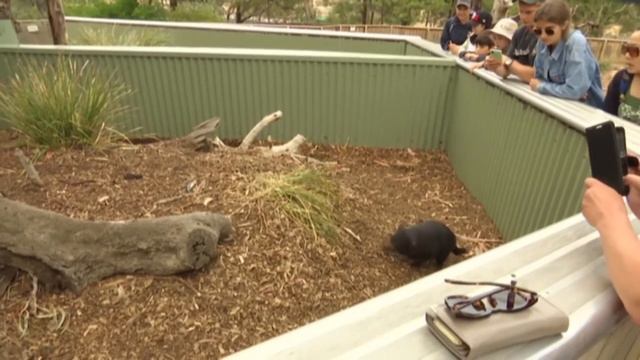 ТАСМАНИЯ СПАСЕНИЕ ТАСМАНСКИХ ДЬЯВОЛОВ