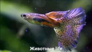 ГУППИ?/Животные life/Рыбы/Животные/Интересные факты