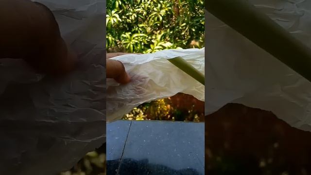 how to make flute with papaya leaf