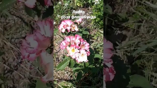 Лиола роза флорибунда