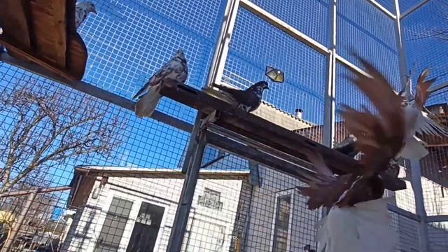 Голуби) Повестка дня) Как наказать Ястреба? смотреть онлайн