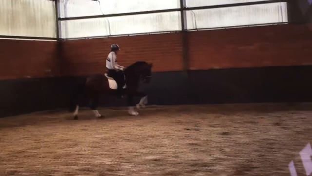 Lusitano смотреть онлайн