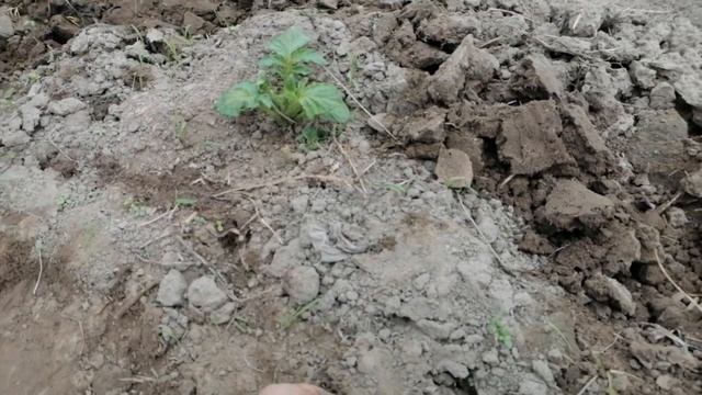 На Могилёвщине взошол картофель, садзiм гарбузы. смотреть онлайн